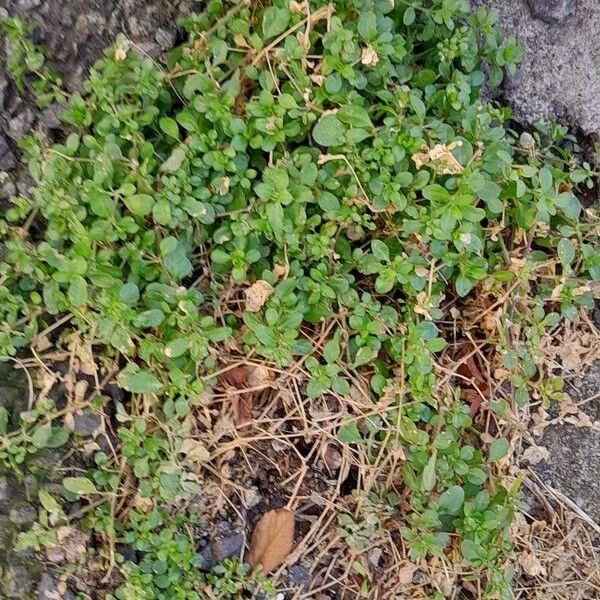 Polycarpon tetraphyllum Habitat