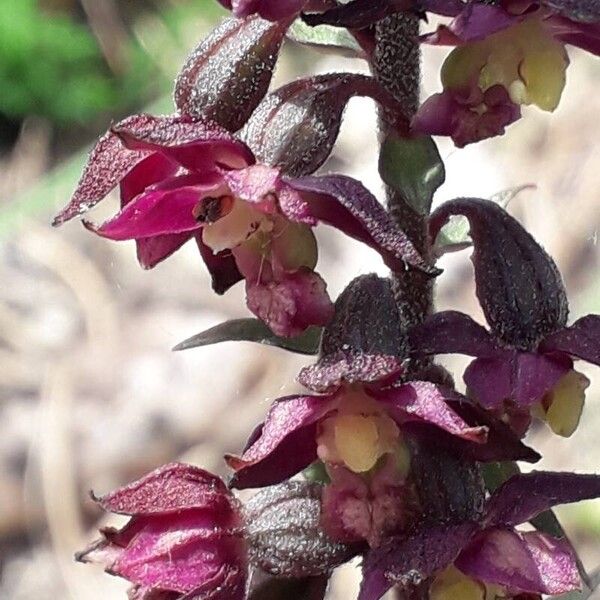 Epipactis atrorubens Flower