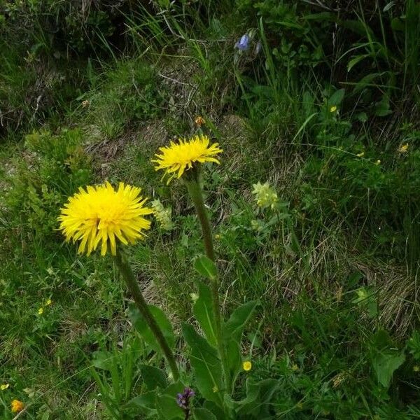 Crepis pontana Kvet