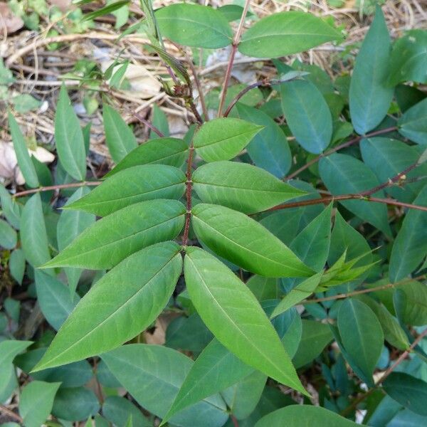 Senna occidentalis ഇല