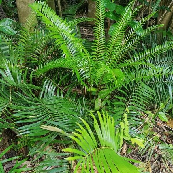 Zamia pumila Feuille