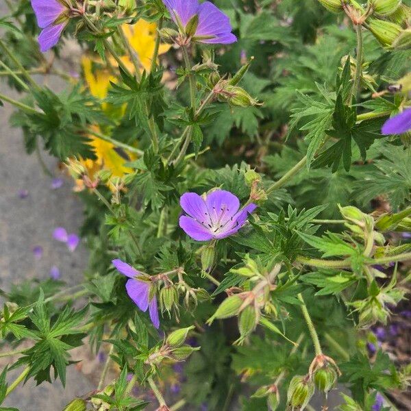 Geranium pratense 花