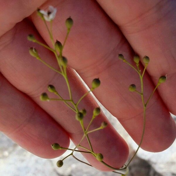 Kernera saxatilis Fruchs