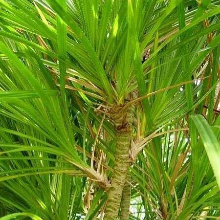 Pandanus pygmaeus 葉