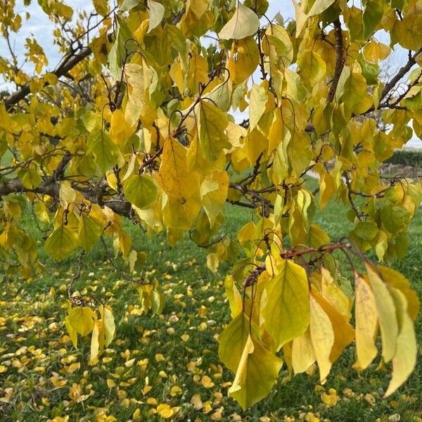 Prunus armeniaca Hoja