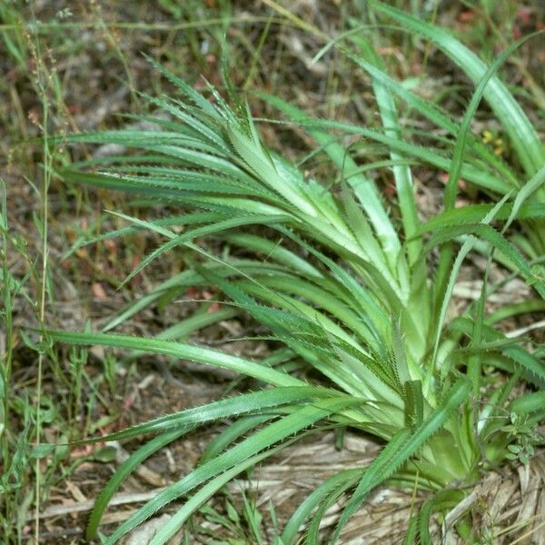 Eryngium paniculatum عادت داشتن