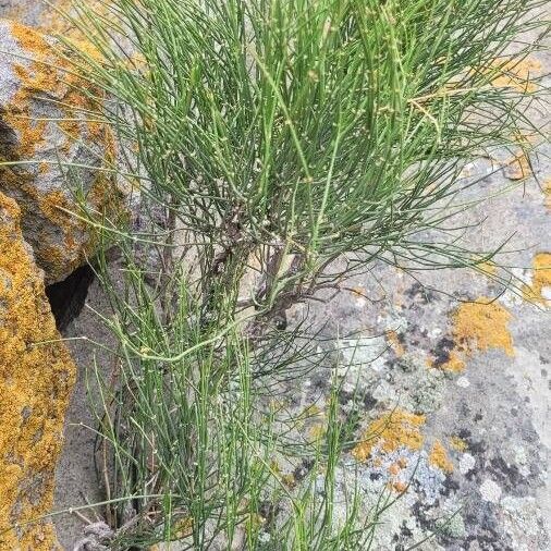 Ephedra major Liść