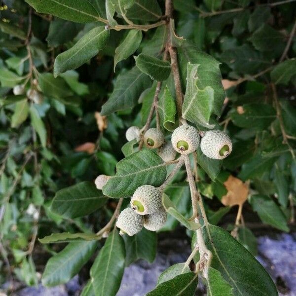 Quercus ilex Fruto