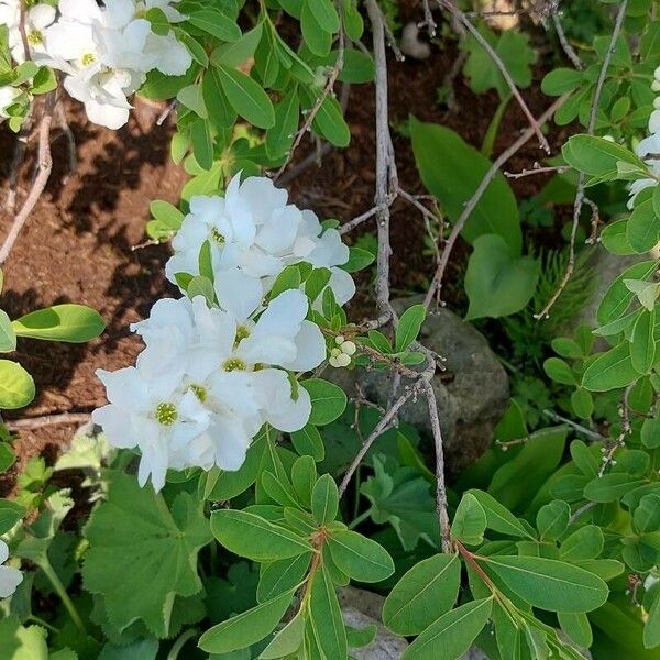 Exochorda racemosa Квітка