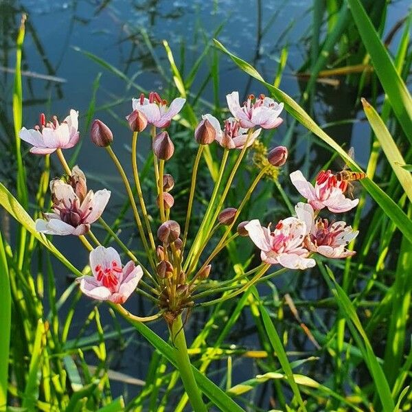 Butomus umbellatus Квітка