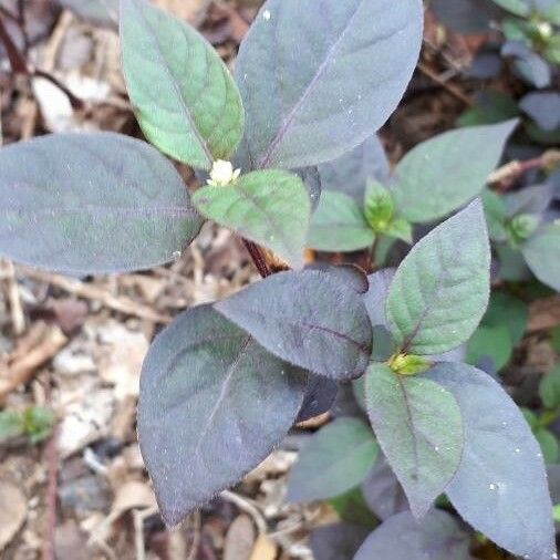 Alternanthera brasiliana Blad