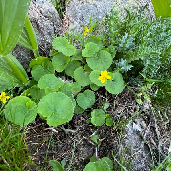 Viola biflora Hábito