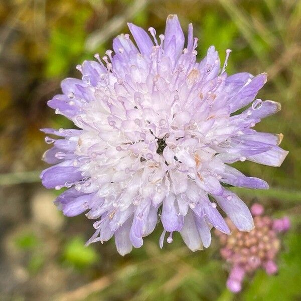 Knautia arvensis Flower