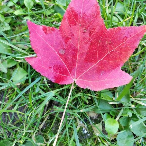 Acer rubrum Blad