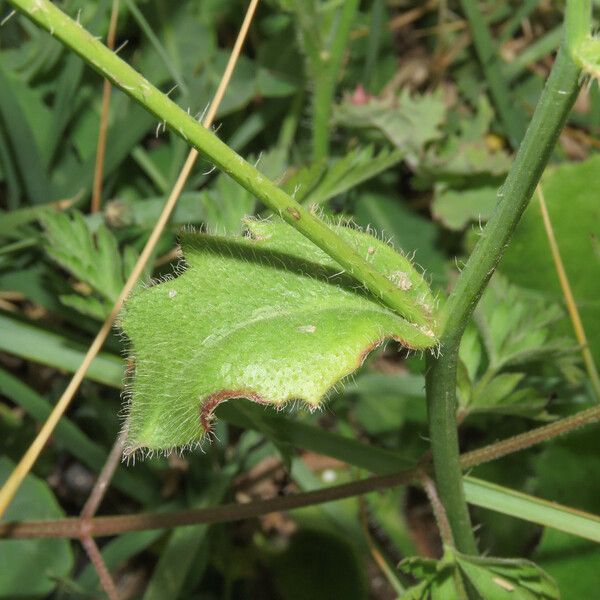 Hypochaeris achyrophorus Leaf