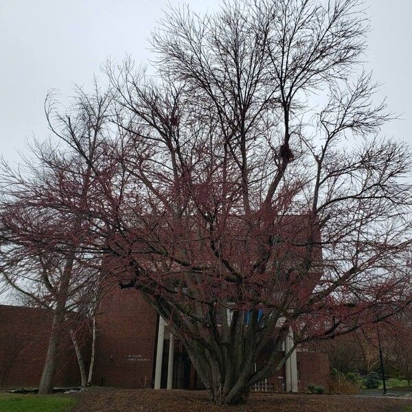 Cercidiphyllum japonicum Pokrój