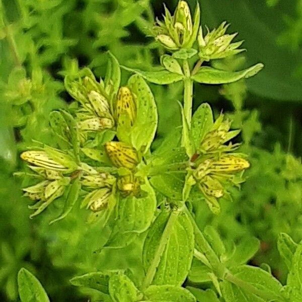 Hypericum tetrapterum Blüte