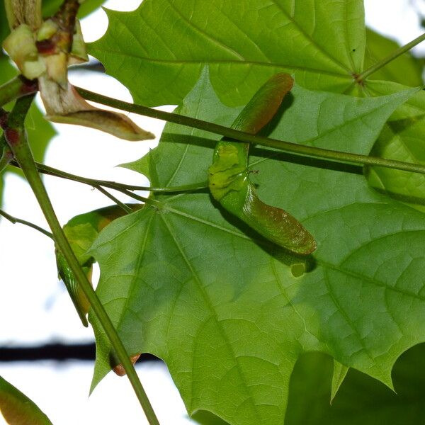 Acer platanoides Плод