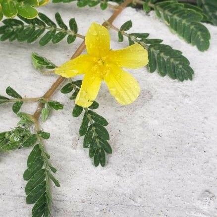 Tribulus cistoides Kukka