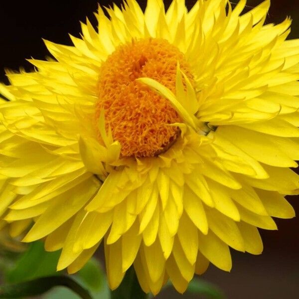 Xerochrysum bracteatum Blomst