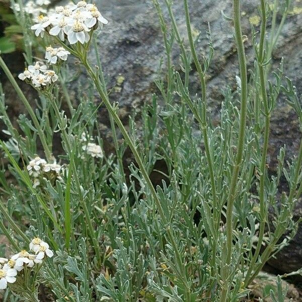 Achillea clavennae Hàbitat