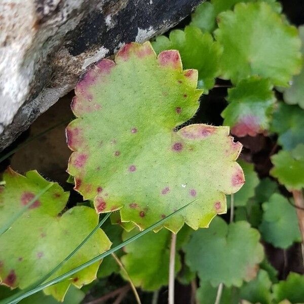 Saxifraga rotundifolia Blatt