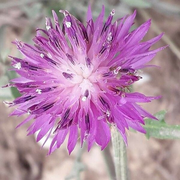 Centaurea aspera Çiçek