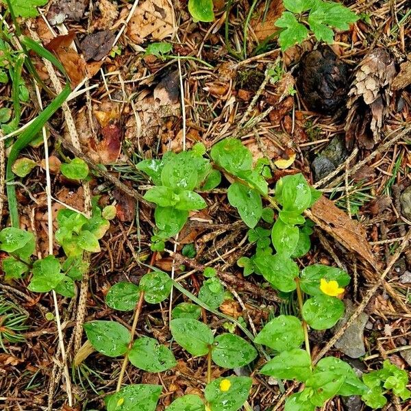 Lysimachia nemorum অভ্যাস