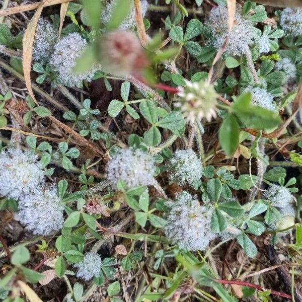 Trifolium cherleri ফুল