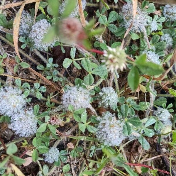 Trifolium cherleri Floro