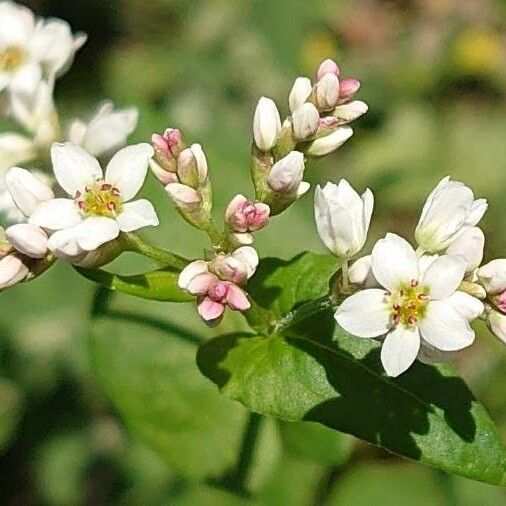 Fagopyrum esculentum Flor