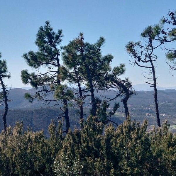 Pinus pinaster Συνήθη χαρακτηριστικά
