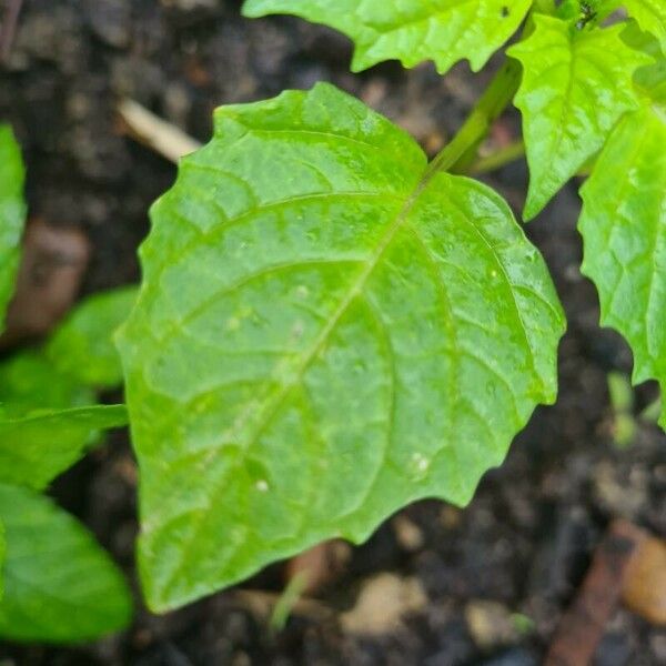 Physalis philadelphica Blatt