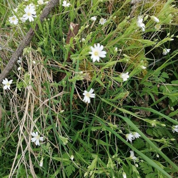 Stellaria palustris Fleur