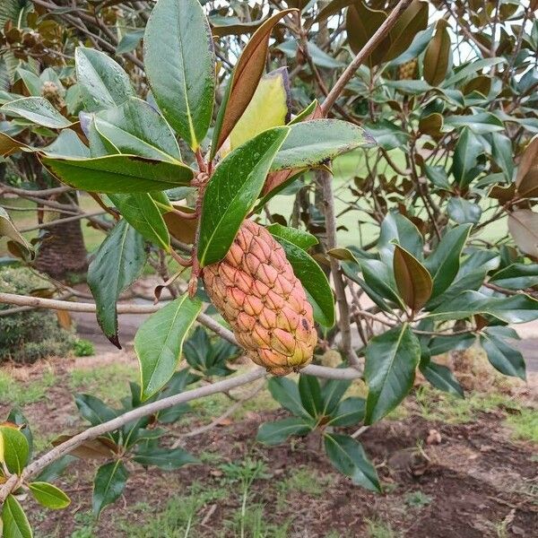 Magnolia virginiana Fruto