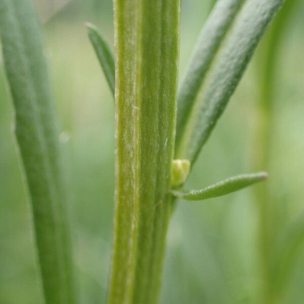 Erysimum virgatum برگ