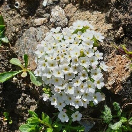 Androsace alpina Blomst