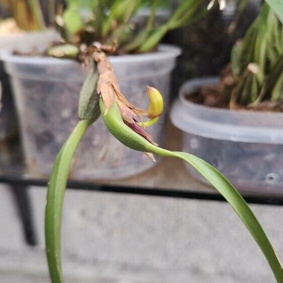 Maxillaria variabilis List