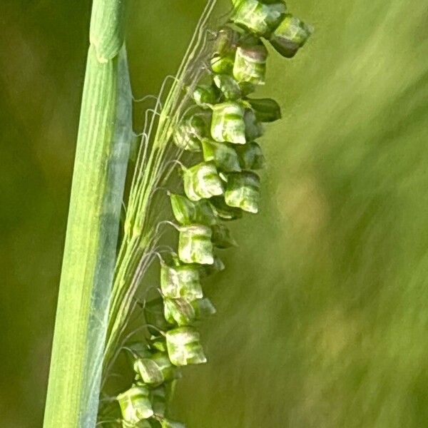 Briza minor Blüte