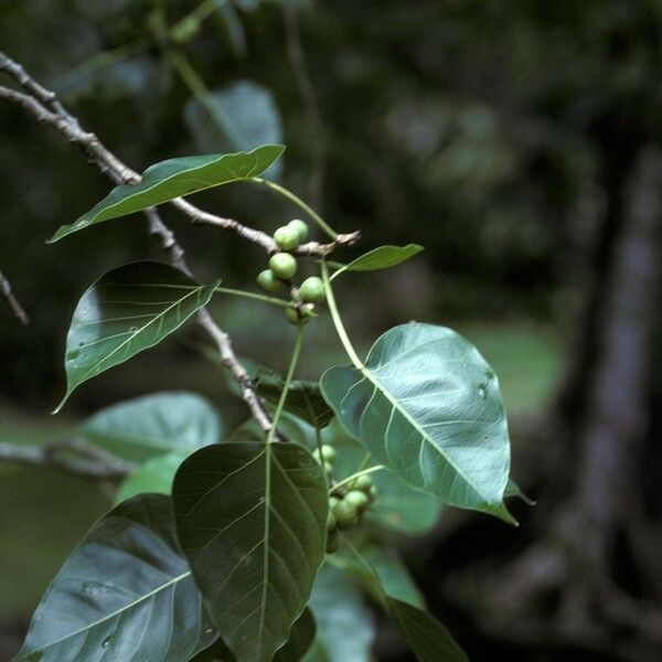 Ficus religiosa Flor