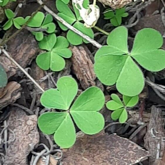 Oxalis incarnata Leaf