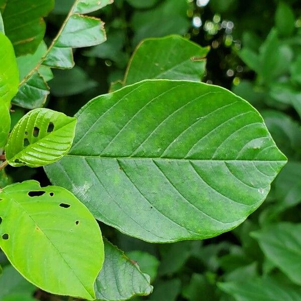 Frangula alnus পাতা