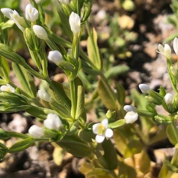 Centaurium tenuiflorum 花