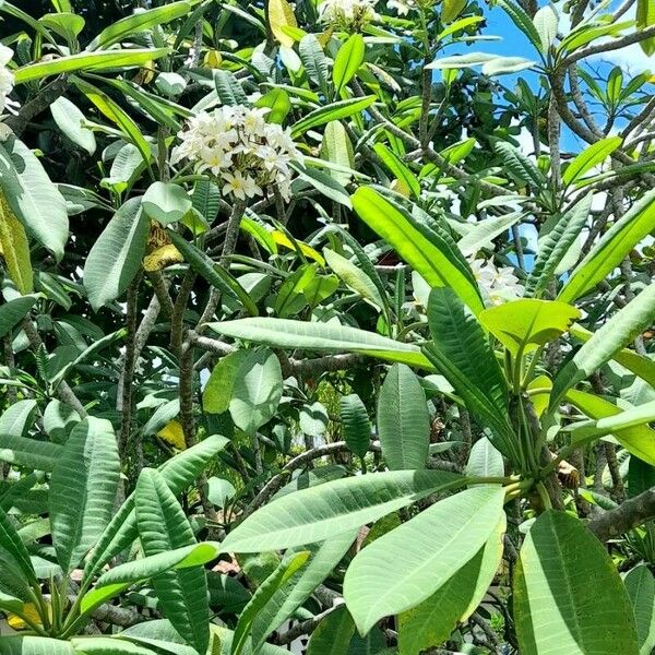 Plumeria alba 整株植物