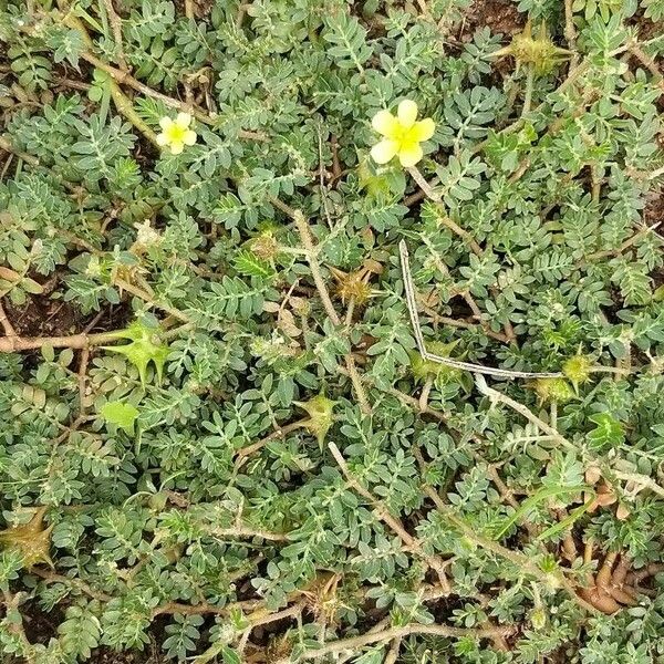 Tribulus terrestris Flor