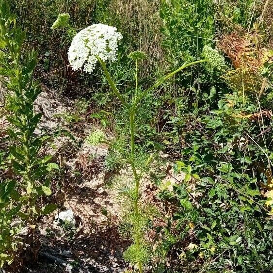 Visnaga daucoides Hábitos