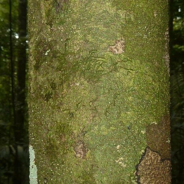 Licania hypoleuca Bark