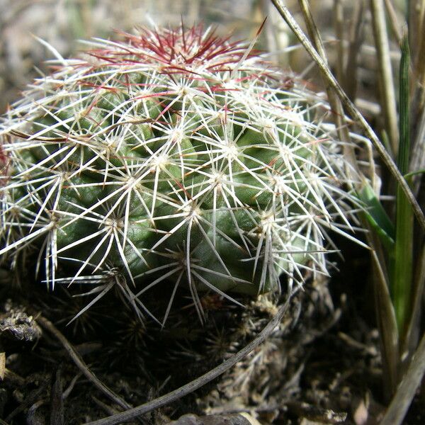 Echinocereus viridiflorus Хабит