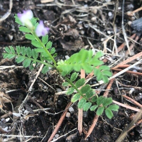 Biserrula pelecinus Blatt