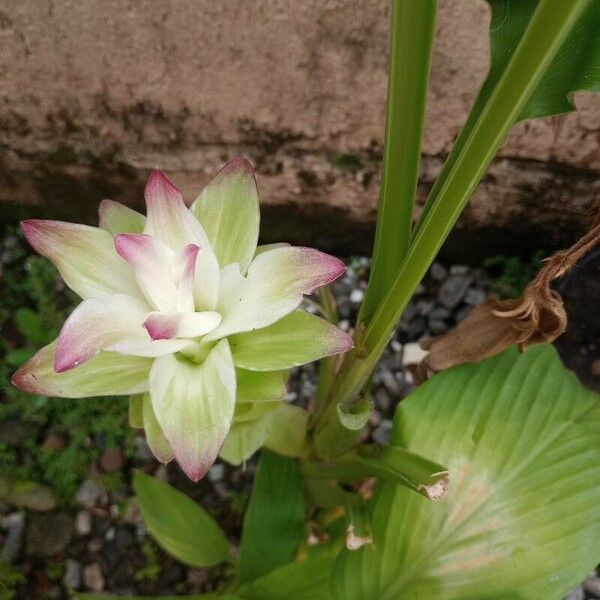 Curcuma longa Blomst